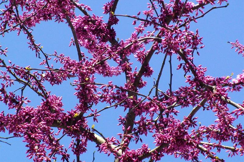 tree_pink_flowers